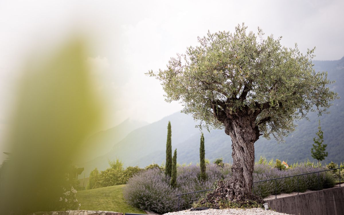 Appartamenti a Caldaro con giardino mediterraneo e piscina con acqua salata | Villa Pernstich