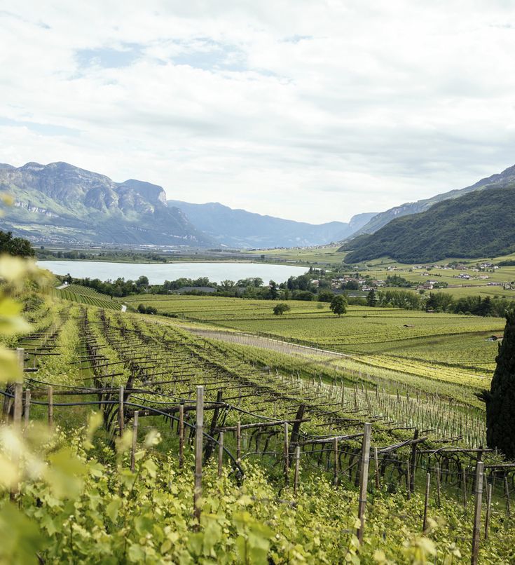 Blick auf den Kalterer See und die umliegenden Weinberge