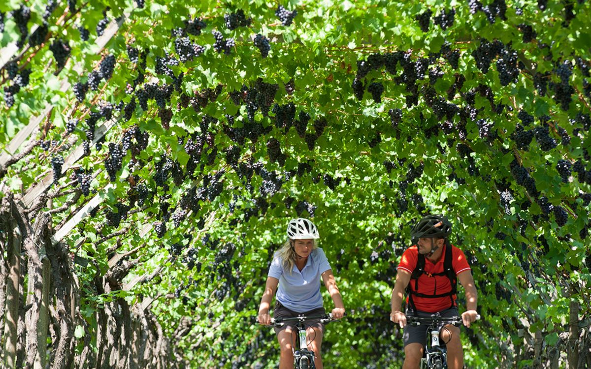 Bike tours through the vineyards of Caldaro | Villa Pernstich, South Tyrol