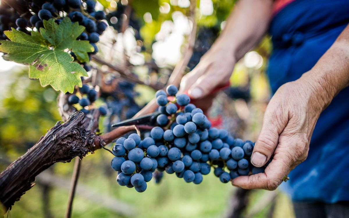 Harvest time in the wine village of Caldaro | Villa Pernstich modern apartments